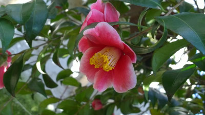 WP_20170321_040 Camellia japonica Tama No Ura.jpg