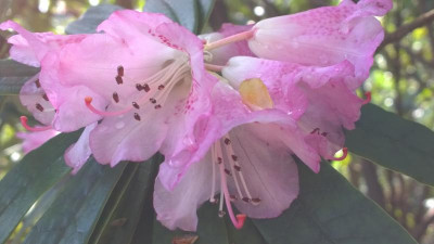 WP_20170321_060 Rhododendron hunnewellianum.jpg
