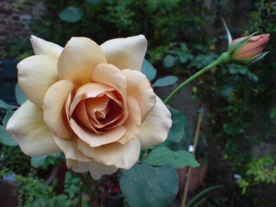 cafeblume_und_knospe_klein.JPG
