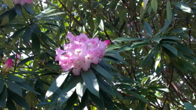 WP_20170321_064 Rhododendron hunnewellianum.jpg