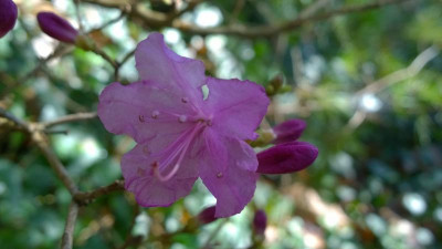 WP_20170321_047 Rhododendron mucronulatum var. chejuense Dwarf.jpg