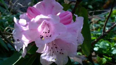 WP_20170321_051 Rhododendron pachytrichum 92RSF149 RSF.jpg