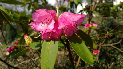 WP_20170321_053 Rhododendron pachytrichum 92RSF149 RSF dark.jpg