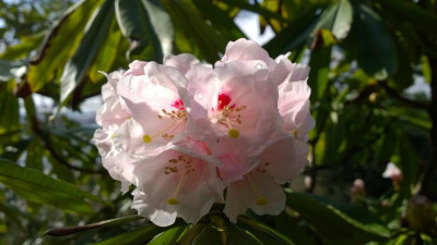 WP_20170321_056 Rhododendron calophytum C.5021.jpg
