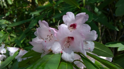 WP_20170321_067 Rhododendron praevernum.jpg