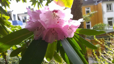 WP_20170321_095 Rhododendron sutchuenense H.P..jpg