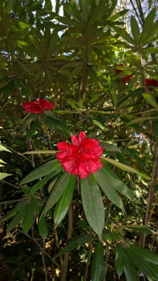 WP_20170321_070 Rhododendron strigillosum.jpg