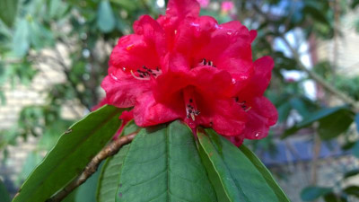 WP_20170321_004 Rhododendron barbatum Bu179.jpg