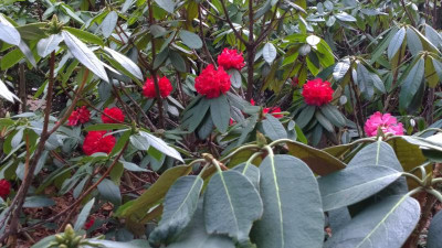 WP_20170321_021 Rhododendron argipeplum CHM3026.jpg