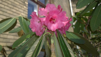 WP_20170321_014 Rhododendron lanigerum KW8251 pink.jpg