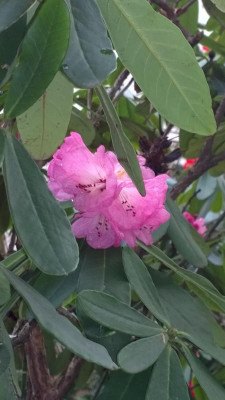 WP_20170321_023 Rhododendron faucium H.P.jpg