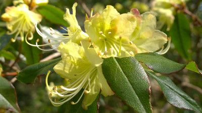 WP_20170321_079 Rhododendron lutescens C.5100.jpg