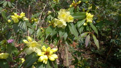 WP_20170321_093 Rhododendron lutescens Bagshot Sands.jpg