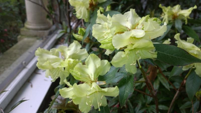 WP_20170321_030 Rhododendron leptocladum Kr2932.jpg