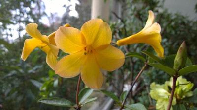 WP_20170321_031 Rhododendron laetum.jpg