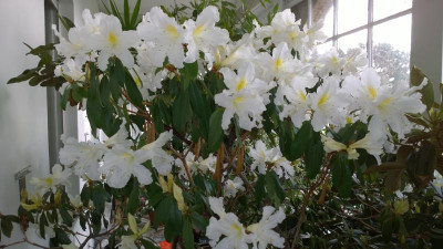 WP_20170321_027 Rhododendron veitchianum cubittii.jpg