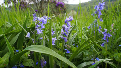 Hyacinthoides P5010326.JPG