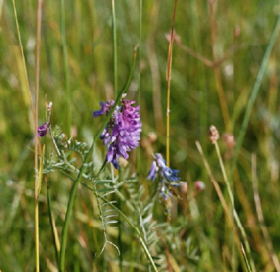 feuchte_wiese_2-vogelwicke.JPG