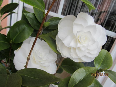 IMG_2773 medium.jpg