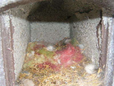 Vogelkastennest 002.JPG