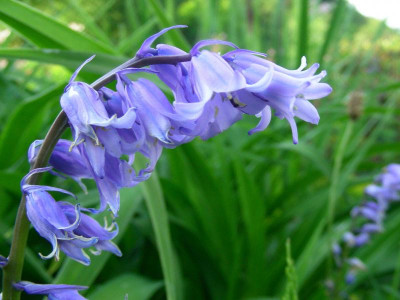 Hyacinthoides non-scripta mit I DSCN6704.JPG