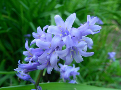 Hyacinthoides non-scripta Antheren DSCN6703.JPG