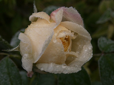 Winchester-mit-Frost.jpg