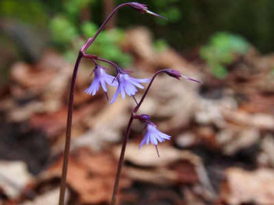 Soldanella montana P3220029.JPG