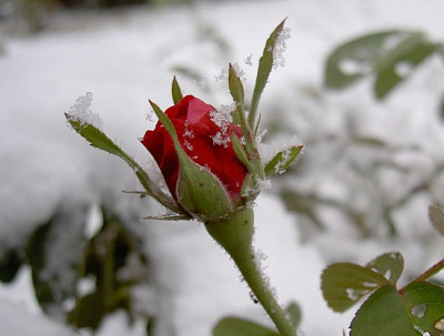 Knospe-im-Schnee.jpg