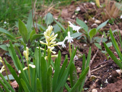 Hyacinthus orientalis Italien P3220021.JPG