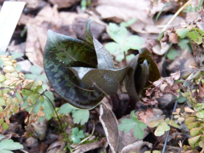 2017-03-22 Trillium cuneatum.jpg