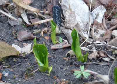 2017-03-22 Arum creticum.jpg