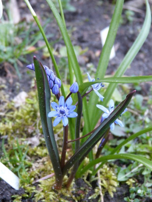 2017-03-22 Scilla bifolia.jpg