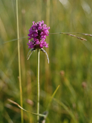 feuchte_wiese_2-_sumpfziest_fragezeichen.JPG