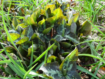 Trillium cuneatum März 2017.JPG