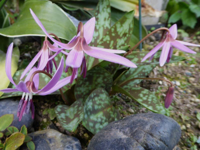 Erythronium  dens-canis  ...  22.3.17 007.jpg