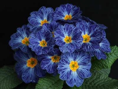 Primula-vulgaris.jpg