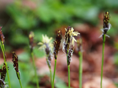 Carex montana 'Raureif' P3220043.JPG