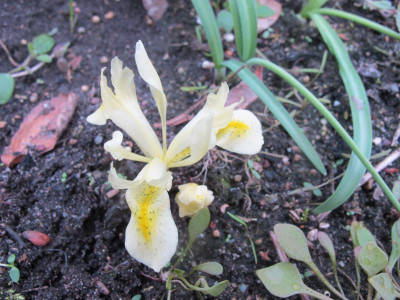 Iris winogradowii 23.3.17 ue.JPG