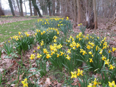 Narzissen 23.3.17 ue.JPG