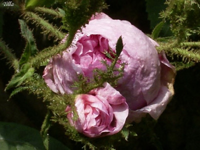 RIMG0646.JPG