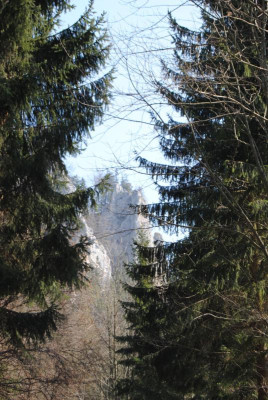 hundszahn 278.jpg