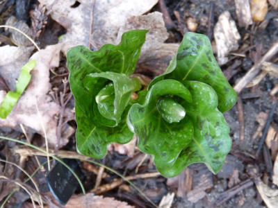 2017-03-23 Trillium chloropetalum.jpg