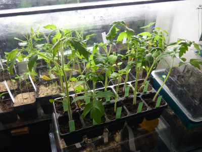 2017-03-23 Tomaten.jpg