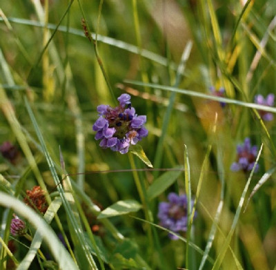 feuchte_wiese_2-blau_lippenbl.JPG