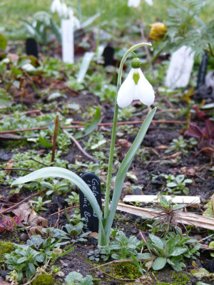 2017-03-21 Galanthus 'Melanie Broughton'.jpg