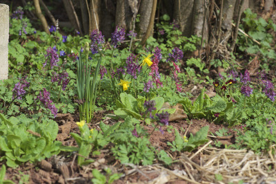 23.03. Corydalis .jpg
