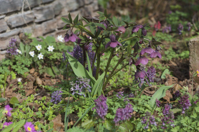 23.03 Corydalis 2.jpg