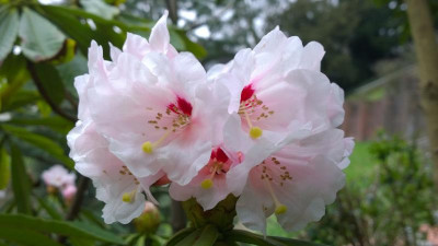 WP_20170323_007 Rhododendron calophytum C.5021.jpg