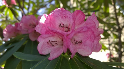 WP_20170322_073 Rhododendron faucium H.P.jpg